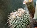 Mammillaria ocotillemsis